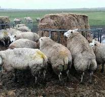 Dozens of sheep die under train Germany
