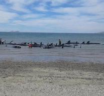 Dozens of whales deceased in Mexico
