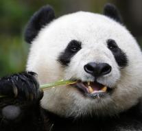 First Canadian giant pandas