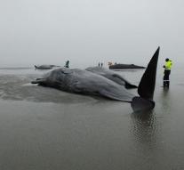 Eight dead sperm whales stranded in the Wadden Sea