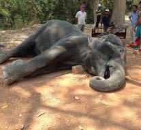 Elephant falls down and dies while tourists ride Cambodia