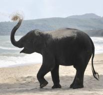 Elephant kicks tourist dead
