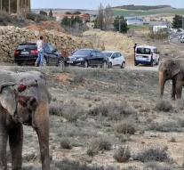 Elephant killed in accident in Spain