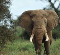 Elephant kills boy (8) in Uganda