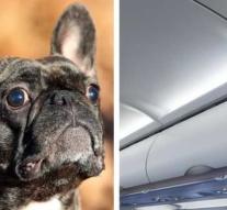 'Elucidation about dead puppy in the United Airlines' luggage room'