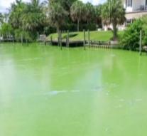 Emergency algae plague in sunny Florida beaches