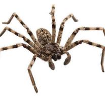 English zoo breeds with special wolf spiders