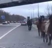 Escaped horses run over British highway