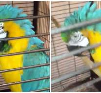 Escaped parrot scolds firefighter and flees