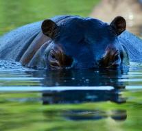 Escobar's hippos empire expands