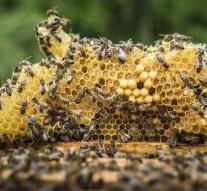 EU parliament wants to tackle honey fraud