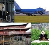 Even pandas suffer from jet lag