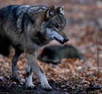 Exceptional: Wolf chooses to die in humans