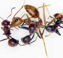 Exploding ant found on Borneo