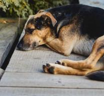 Faithful dog has been waiting for deceased owner for more than 80 days