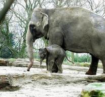 Fatal elephant elephant