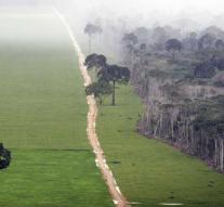 Fear of deforestation Amazone greater after ruling