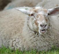 Fierce sheep kills 94-year-old man