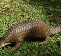 Fine or jail for possession of live pangolins