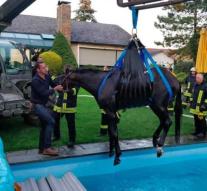 Fire brigade rescues horse from swimming pool