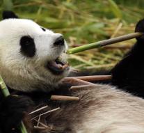 First panda bond trader Trafigura