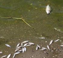 Fish mortality in Rhine due to high water temperature