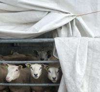 Flemish ban on unforeseen slaughter in 2019