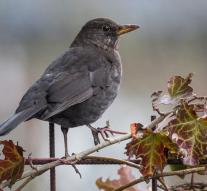 Flemish bird protection suspects usutu virus