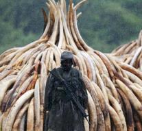 For € 88 million to burn ivory