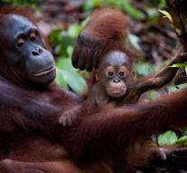 Forest fires threaten orangutans Indonesia