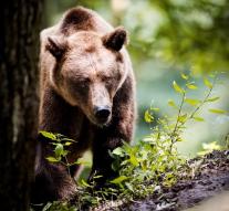 Four dead after attacking bear
