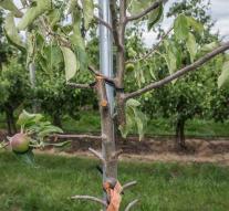 Fruit water draws 230 apple trees