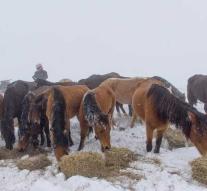Fuss in Bulgaria to dead horses on mountain
