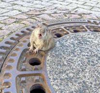 German fire brigade rescues rat from the drain