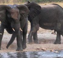 German tourist (49) dies after an elephant attack