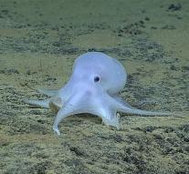 'Ghost' discovered on ocean floor