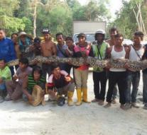 Giant python caught in Malaysia