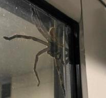 Giant spider chases Australian set of cramps on the body