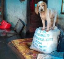 Gigantic rescue for animals in flooded areas