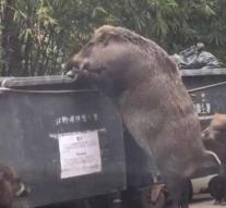 Gigantic swine pops up in Hong Kong