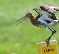 Godwit position deteriorated further