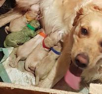 Golden retriever loves green puppy