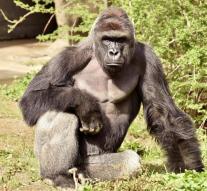 Gorilla toddler tosses around in zoo