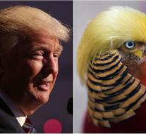 Goudfazant with Trump-crested 'in the spotlight
