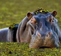 Grandma killed by hippopotamus in Tanzania