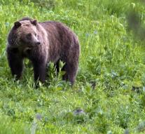 Grizzly kills passing cyclist