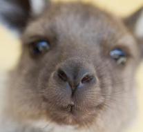 Group kangaroos killed intentionally