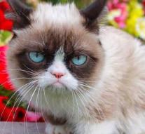 Grumpy Cat gets six tons of compensation