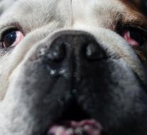 Hague wants to tackle dangerous dogs