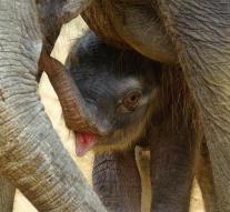 'Hannover Zoo mistreats elephants'